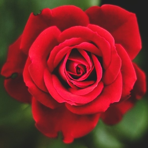 roses_are_red_